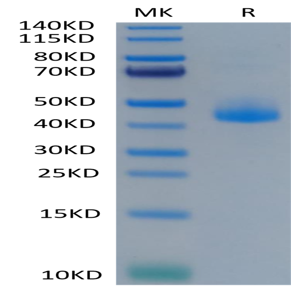 Cynomolgus CD3E/CD3 epsilon Protein (CDE-CM201)