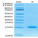 Human CD3E/CD3 epsilon Protein (CDE-HM101)