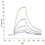 Cynomolgus CDH3/Cadherin 3 Protein BP003464 Syd Labs