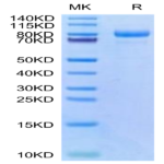 Cynomolgus CDH6/Cadherin-6 Protein (CDH-CM106)