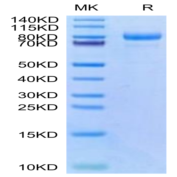 Cynomolgus CDH6/Cadherin-6 Protein (CDH-CM106)
