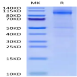 Cynomolgus CDH17/Cadherin 17 Protein (CDH-CM117)