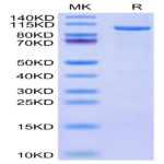 Human CDH19 Protein (CDH-HE019)