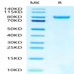 Human N Cadherin Protein (CDH-HM10N)