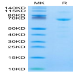 Human CDH11/Cadherin 11 Protein BP004230 Syd Labs
