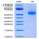 Human CDH17/Cadherin 17 Domain 5-7 Protein BP003765 Syd Labs