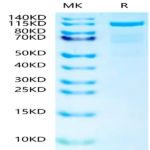 Human N Cadherin Protein BP003296 Syd Labs