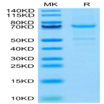 Mouse CDH3/Cadherin 3 Protein BP003805 Syd Labs