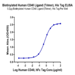 Biotinylated Human CD40 Ligand/TNFSF5 Trimer Protein with the N-His-Flag Tag (Primary Amine Labeling) BP005686 Syd Labs