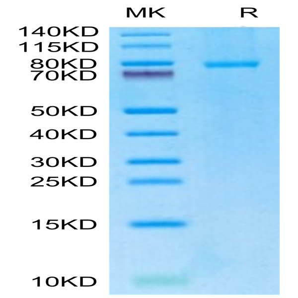 Human CD40 Ligand/TNFSF5 Trimer Protein (CDL-HM240)