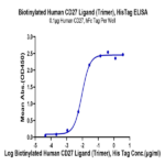 Biotinylated Human CD27 Ligand/CD70 Trimer Protein BP005066 Syd Labs