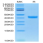 Cynomolgus CADM3 Protein (CDM-CM103)