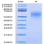 Cynomolgus CD44 Protein (CDX-CM144)