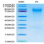 Canine CEACAM-1/CD66a Protein (CEA-DM101)