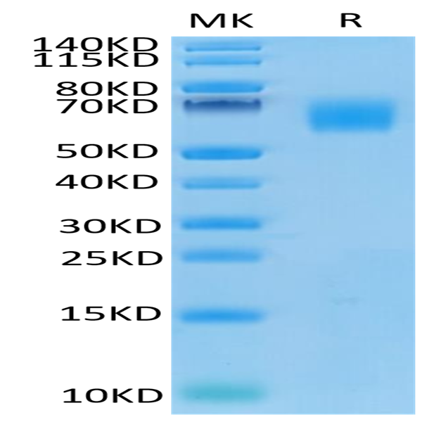 Human CEACAM-8/CD66b Protein (CEA-HM108)