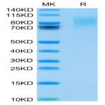 Mouse CEACAM-1/CD66a Protein (CEA-MM101)