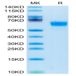 Human Factor H/CFH Protein (CFH-HM101)