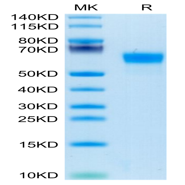 Human Factor H/CFH Protein (CFH-HM101)