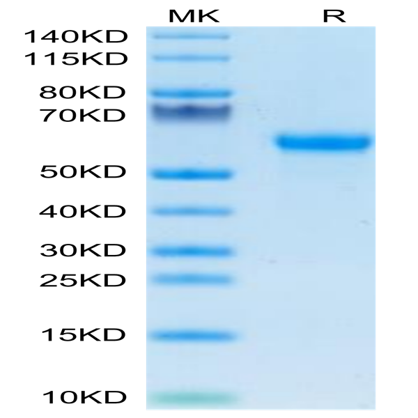 Mouse Factor H/CFH Protein (CFH-MM101)
