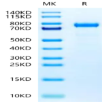 Rat Coagulation Factor II Protein (CFR-RM102)