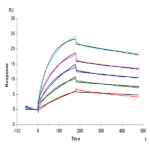 Cynomolgus Claudin 6 Protein-VLP BP004090 Syd Labs
