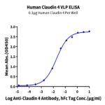 Human Claudin 4 Protein-VLP BP003341 Syd Labs