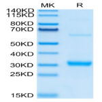 Human CLEC10A Protein BP005056 Syd Labs