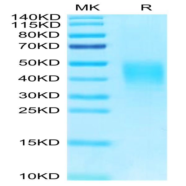 Biotinylated Human CLEC12A/MICL/CLL-1 Protein (CLE-HM42AB)