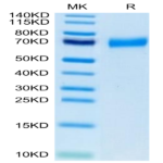 Biotinylated Human CLEC12A/MICL/CLL-1 Protein (CLE-HM52AB)
