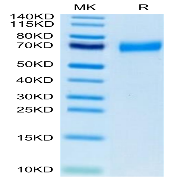 Biotinylated Human CLEC12A/MICL/CLL-1 Protein (CLE-HM52AB)