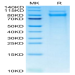 Mouse CLEC14A Protein (CLE-MM14A)