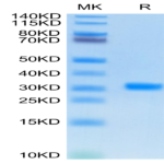 SARS-CoV-2 3CLpro/3C-like Protease Protein (COV-VE0CL)