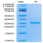 SARS-CoV-2 3CLpro/3C-like Protease Protein (H172Y) (COV-VE0LB)