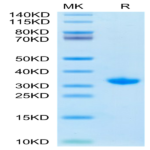 SARS-CoV-2 3CLpro/3C-like Protease Protein (S144A) (COV-VE0LC)