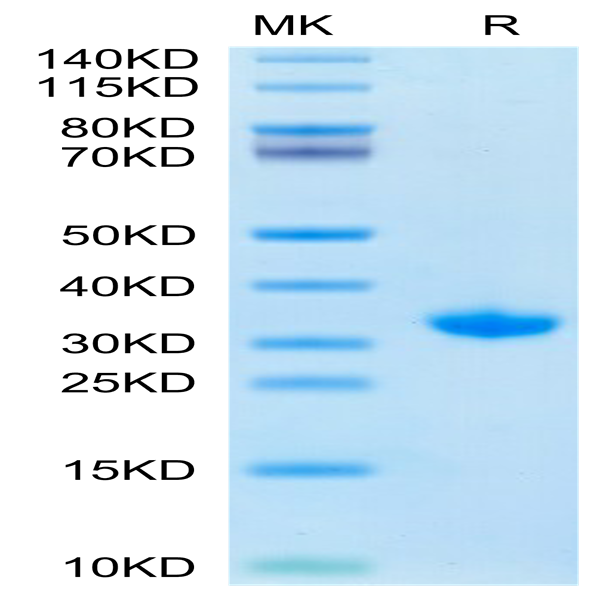 SARS-CoV-2 3CLpro/3C-like Protease Protein (S144A) (COV-VE0LC)