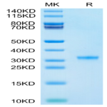 SARS-CoV-2 3CLpro/3C-like Protease Protein (P132H) (COV-VE0LE)