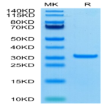 SARS-CoV-2 3CLpro/3C-like Protease Protein (A191V) (COV-VE0LF)