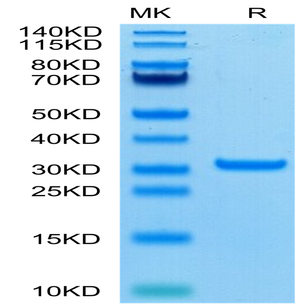SARS-CoV-2 3CLpro/3C-like Protease Protein (A191V) (COV-VE0LF)