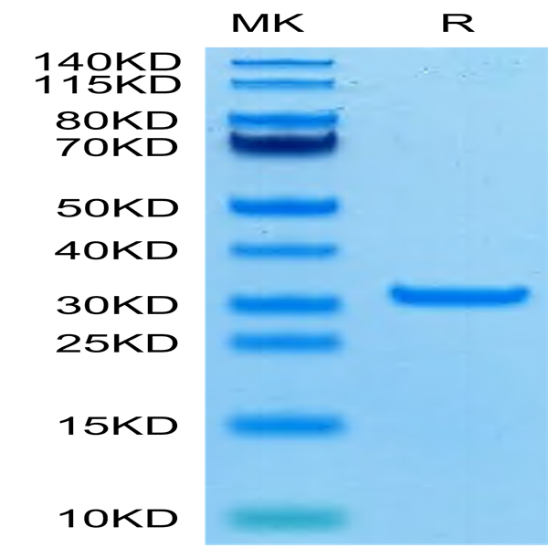 SARS-CoV-2 3CLpro/3C-like Protease Protein (A191T) (COV-VE0LG)