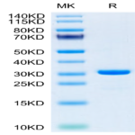 SARS-CoV-2 3CLpro/3C-like Protease Protein (E166A) (COV-VE0LI)