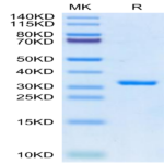 SARS-CoV-2 3CLpro/3C-like Protease Protein (E166V) (COV-VE0LK)