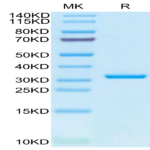 SARS-CoV-2 3CLpro/3C-like Protease Protein (L50F
