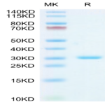 SARS-CoV-2 3CLpro/3C-like Protease Protein (L50F) (COV-VE0LM)