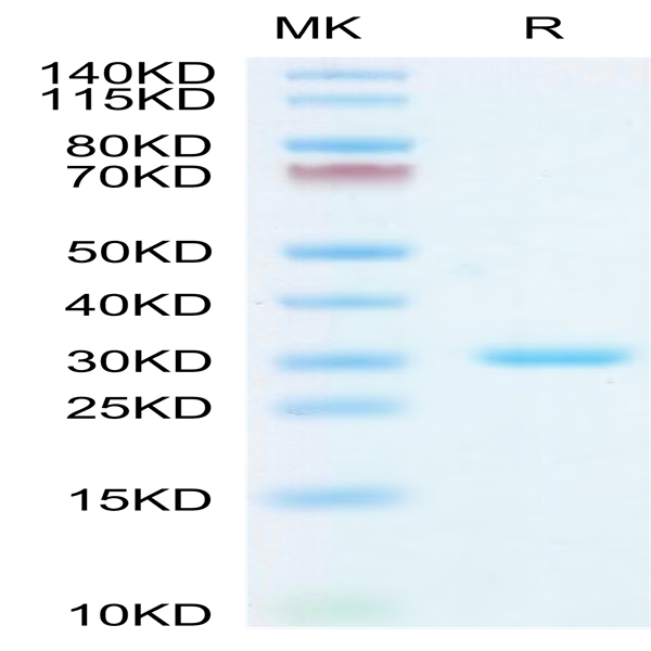 SARS-CoV-2 3CLpro/3C-like Protease Protein (L50F) (COV-VE0LM)