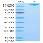 SARS-COV-2 Spike S (Omicron B.1.1.529) Trimer Protein (COV-VM1FO)