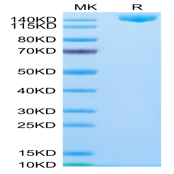 SARS-COV-2 Spike S (Omicron B.1.1.529) Trimer Protein (COV-VM1FO)