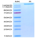Biotinylated SARS-COV-2 Spike S (Omicron B.1.1.529) Trimer Protein (COV-VM4FOB)