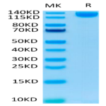 SARS-COV-2 Spike S1 Protein (COV-VM5S1)
