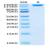 Biotinylated SARS-COV-2 Spike S1 Protein (COV-VM5S1B)