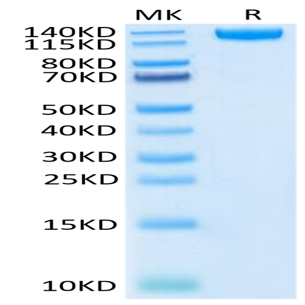 Biotinylated SARS-COV-2 Spike S1 Protein (COV-VM5S1B)